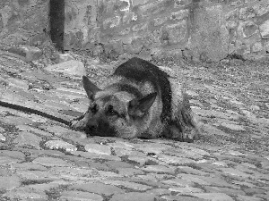 watchman, dog, sheep-dog