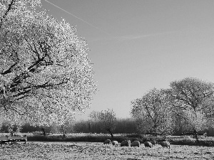Sheep, winter, trees, viewes, River