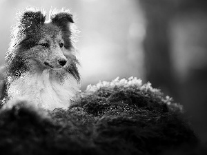 Moss, dog, shetland Sheepdog