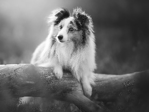 dog, Lod on the beach, heathers, shetland Sheepdog