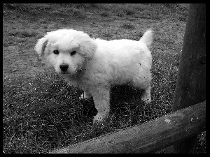 Puppy, Tatra Sheepdog