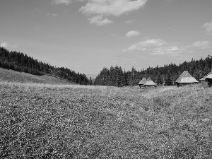 Sheepfarm, Meadow, Zakopane