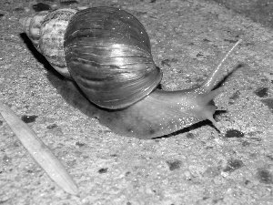 shell, snail, horns