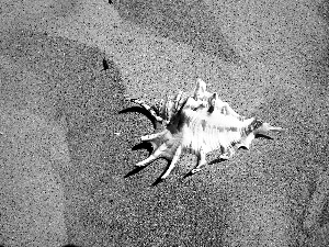 shell, Beaches, Sand