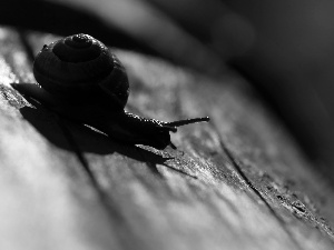 snail, shell