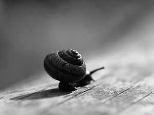 snail, shell