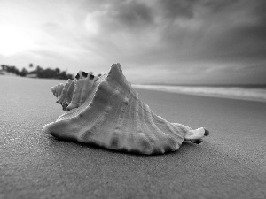 west, Beaches, shell, sun