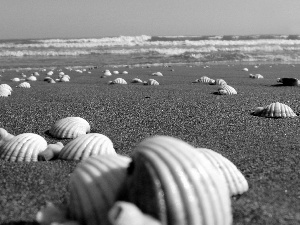 Beaches, Shells