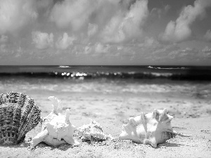 Shells, Ocean, Beaches