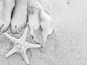 Shells, Sand, Foot