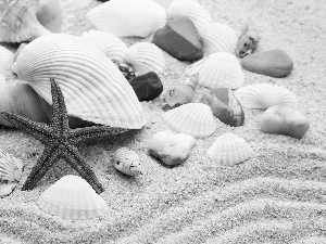 Pebble, Sand, starfish, Shells, red hot