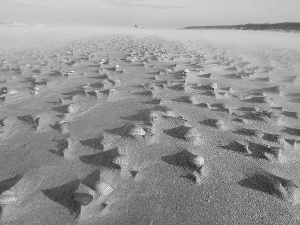 Shells, Beaches, Sand