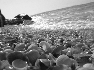 sea, Shells