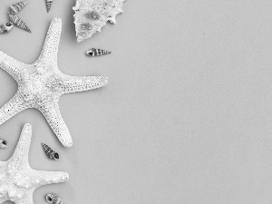 starfish, Blue, background, Shells