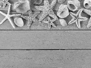 starfish, Blue, boarding, Shells