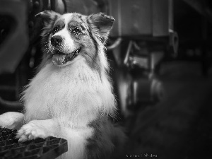 Metal, Pane, Australian Shepherd, Australian Shepherd, dog