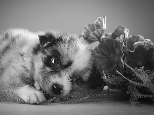 Puppy, Australian Shepherd