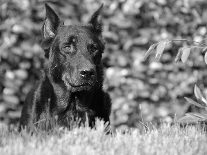 Head, Shepherd French Beauceron