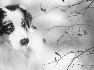 Red, Fruits, Australian Shepherd, Twigs, dog