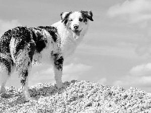 Stones, Sky, Australian Shepherd, scarp, dog