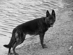 mouth, Dutch Shepherd