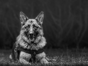 grass, dog, German Shepherd