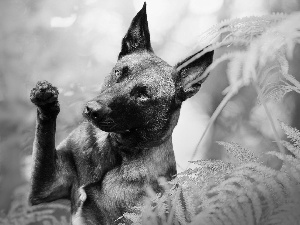 Belgian Shepherd Malinois, dog, fern