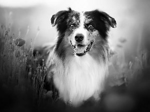 papavers, dog, Australian Shepherd