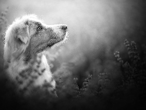 profile, dog, Australian Shepherd