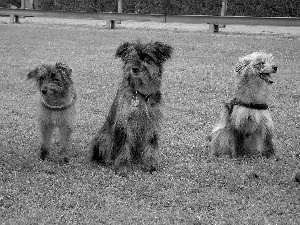 Berger des Pyrénées, Three, Pyrenean Shepherd