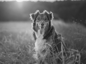 Tounge, dog, Australian Shepherd