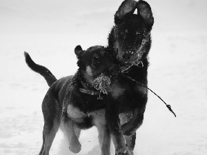 Two cars, Shepherd French Beauceron