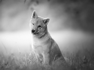 grass, dog, Shiba inu