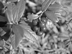 leaves, blueberries Red, Shining