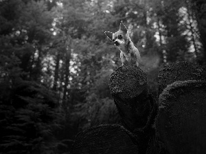 dog, Wood, forest, Short-haired Chihuahua