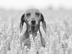 Shorthair, dog, dachshund