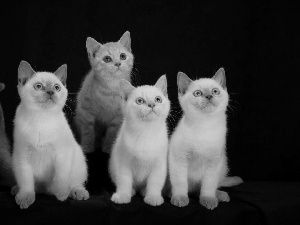 five, British, shorthair, cats