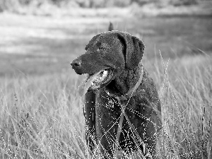 German Shorthaired Pointer