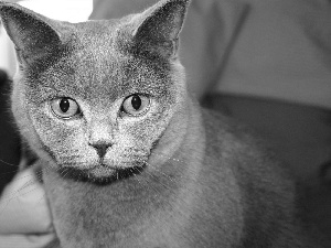 Gray, British, Shorthair, cat