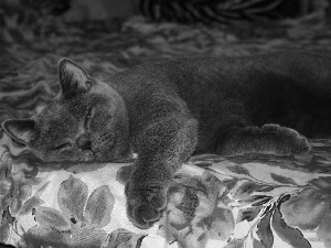 Gray, British, Shorthair, cat