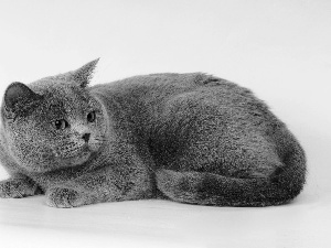 Gray, British, Shorthair, cat