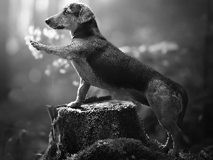 trunk, dog, Dachshund Shorthair