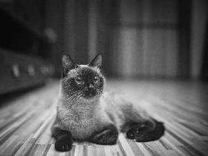 cat, siamese