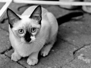 Siamese Cat