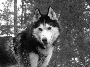 Siberian Husky, braces