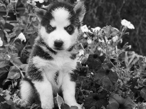 Flowers, Puppy, Siberian Husky