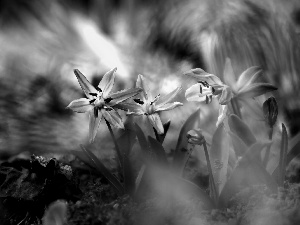 Siberian squill, Flowers