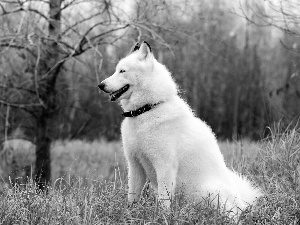 Siberian Husky, forest