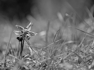 Siberian squill, grass