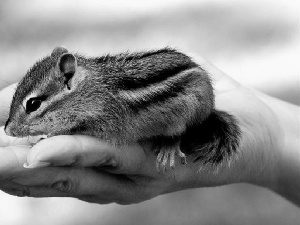 Siberian Chipmunk, hand